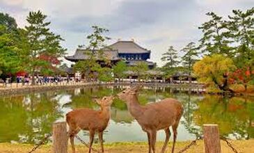 SAKURA ZAMANI JAPONYA-GÜNEY KORE TURU