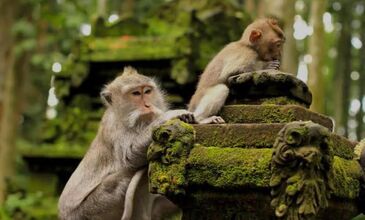 BAMBAŞKA BİR  BALİ TURU