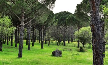 BERGAMA & DİKİLİ TURU